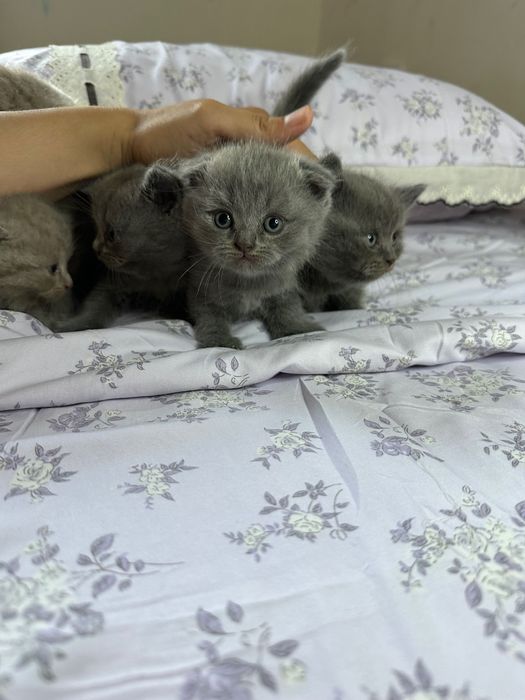 Toza zotli mushuklar