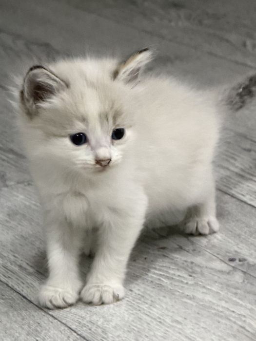 Отдам котят , очень милые