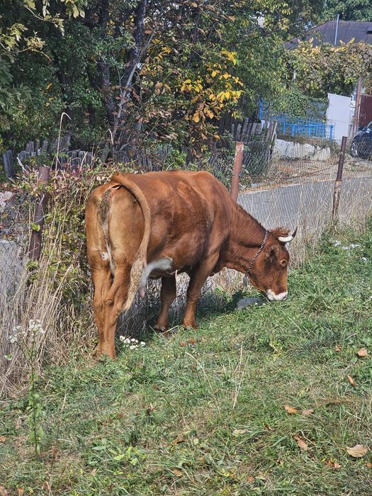Vaca la a 3a fătare