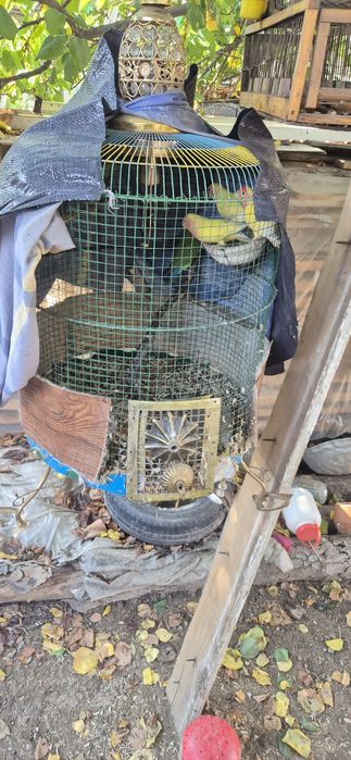 Qushlar sotilat 4 dona