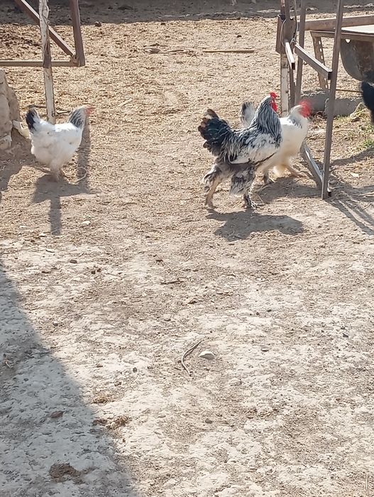 Қораз сатылады  Брама