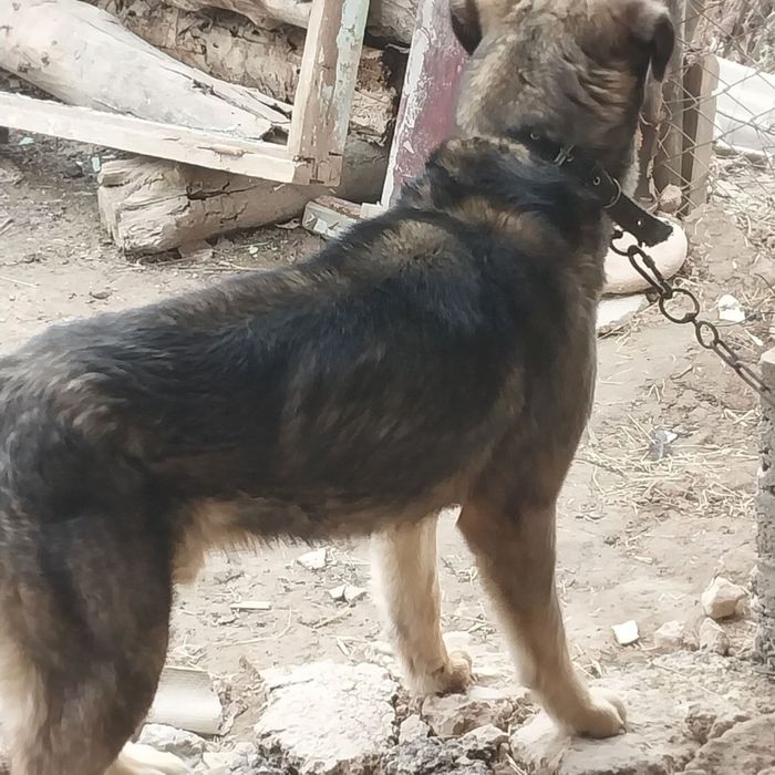 chopo kuchuk sotiladi