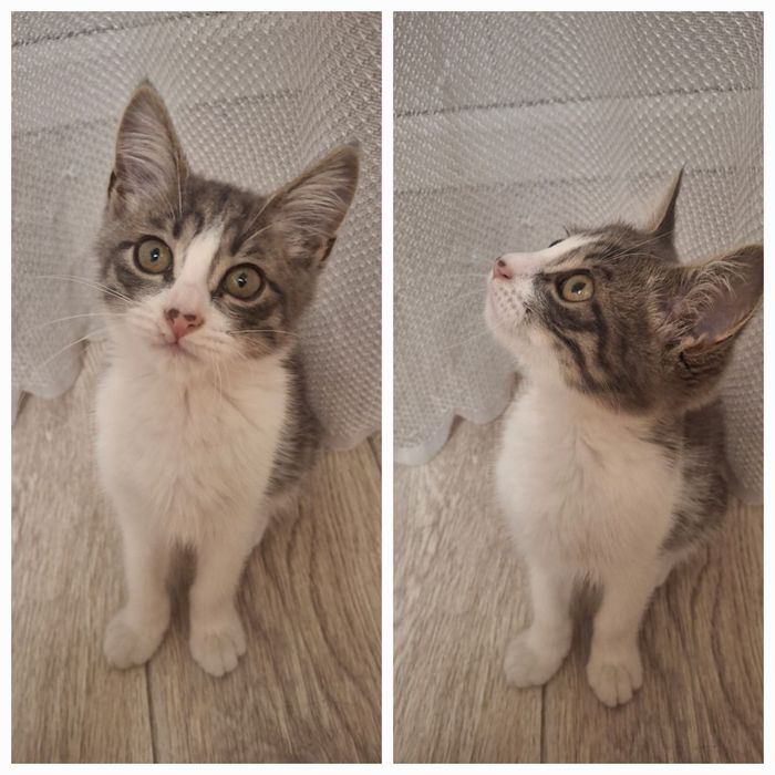 Отдаём котёнка мальчика, срочно