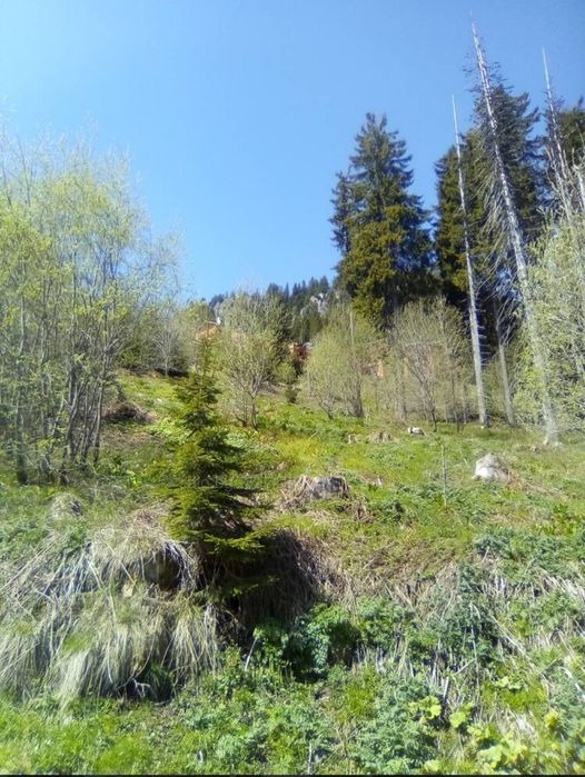 Продава се Парцел в к.к. Пампорово - 1896 кв.м за 48 €/кв.м - Снимка #1