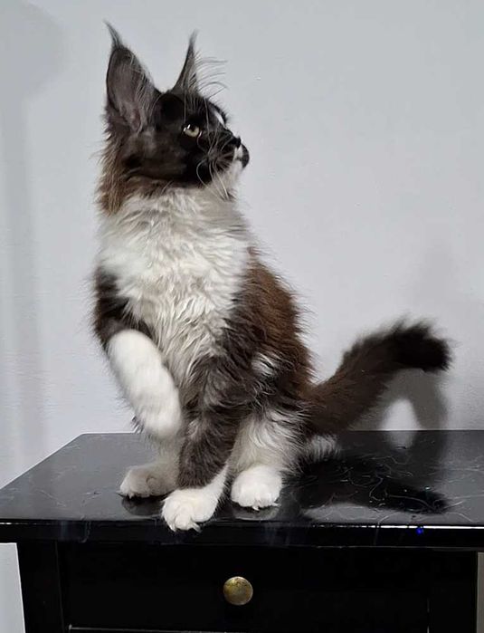 Felisa  WCF-rasa Maine Coon-Pedigree-Timisoara