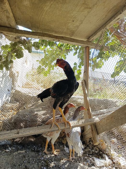 Katta jinsiy olatni erkaklar yoki ayollar orzusi.