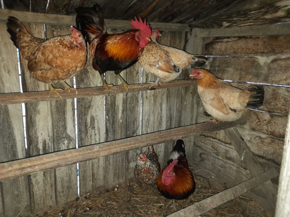 Gaini  pitice si cocosei