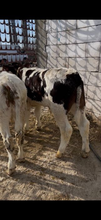 Vand 12 taurasi de rasa pura