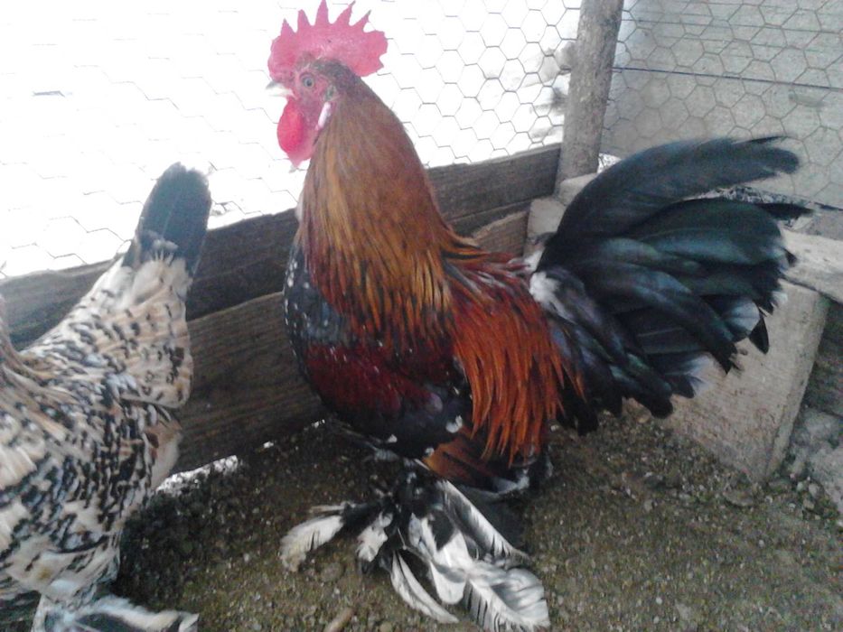 gaini si cocosei pitici mii de flori