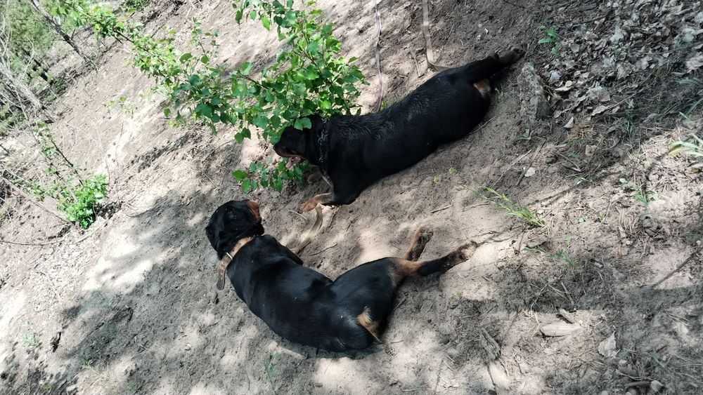 Кабель для вязки Ротвейлер