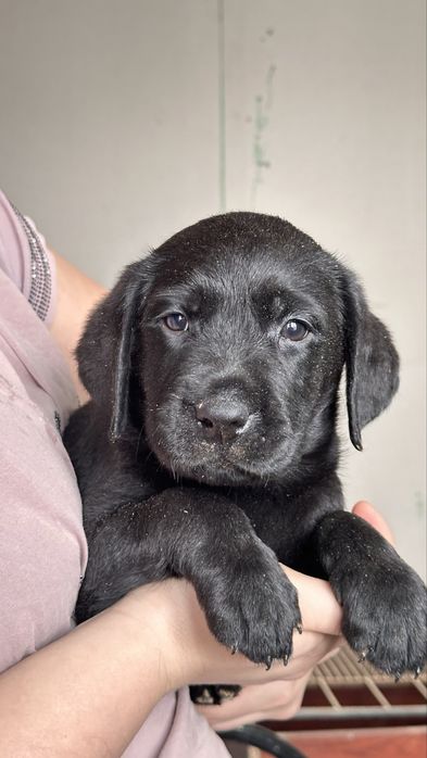 Щенки лабрадора