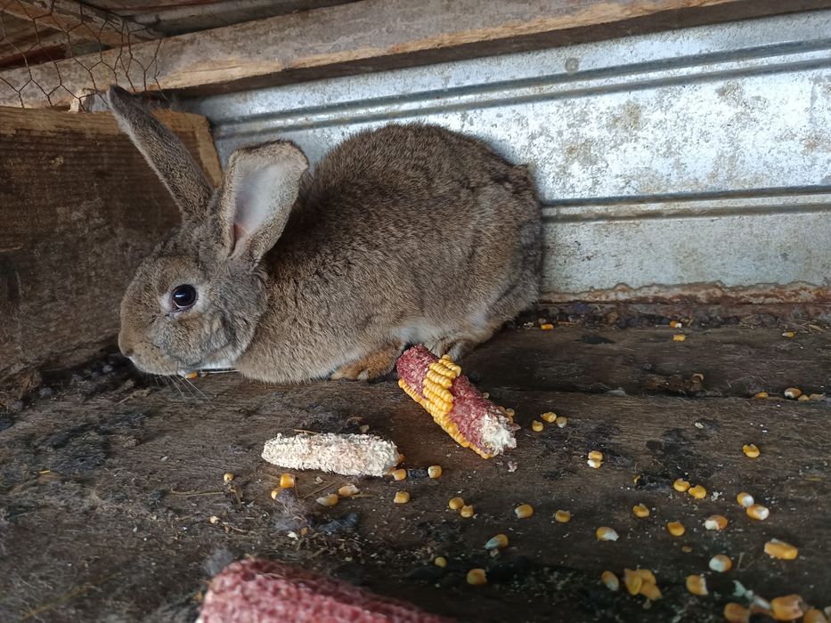 Iepurii de vanzare 80 lei buc