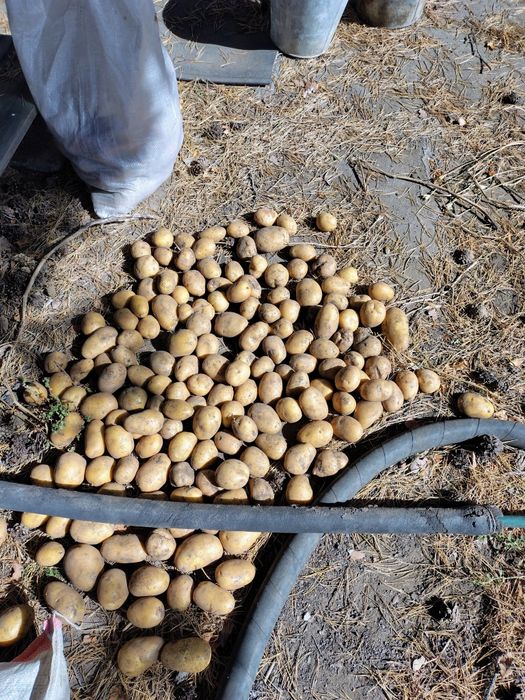 Картофель дачный