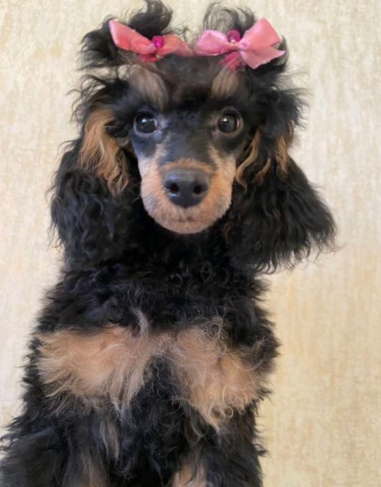 Продам щенка пуделя