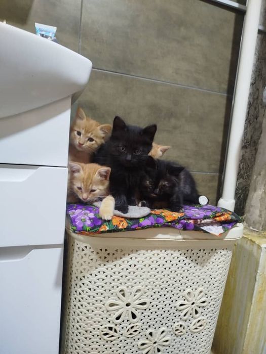 Отдам котят в хорошие руки