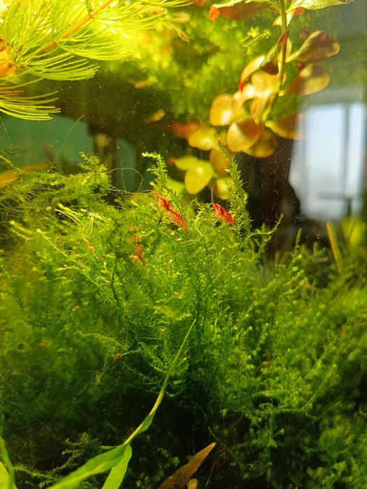 Яванский мох живой