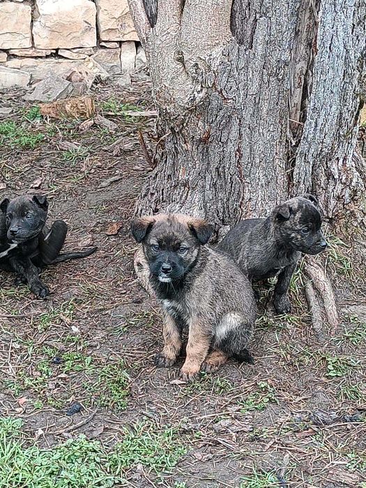 Подарявам кучета микс Кане Корсо/Питбул