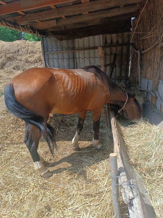 Орыс әйелдері бейнеленген порнографиялық бейнелер