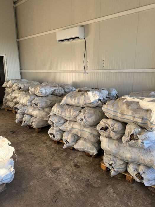 Țelină de vânzare hibrid prinț f1