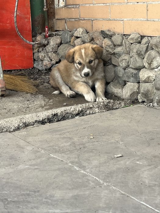 Щенята (девочки)