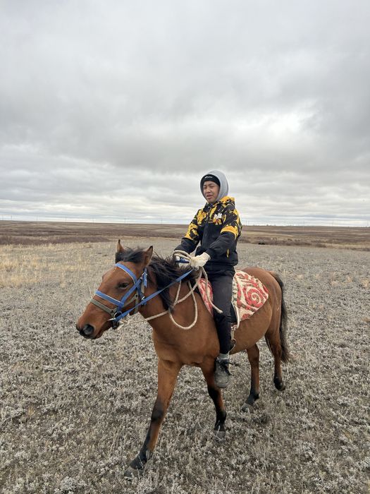 Жылқы сатылады құнан