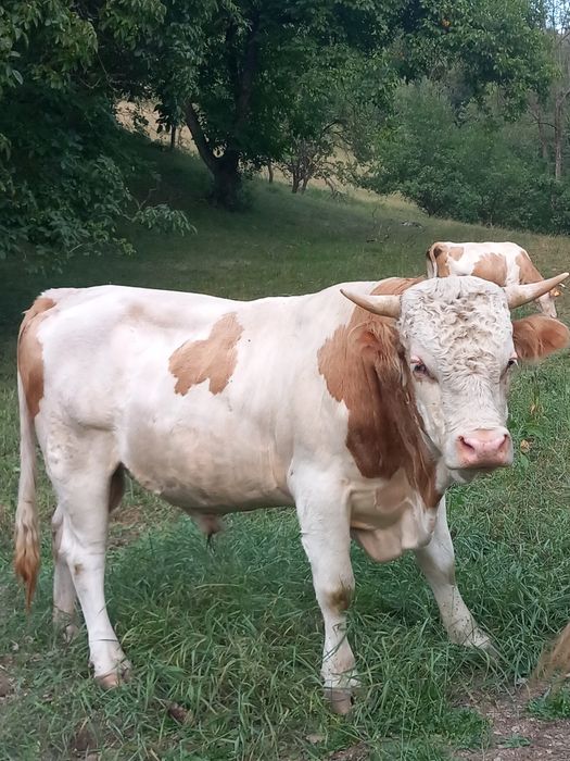 Taur de vanzare bun de ținut