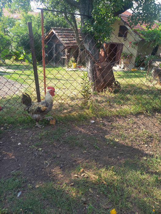 Петли Родайланд  и Маран черно сребро
