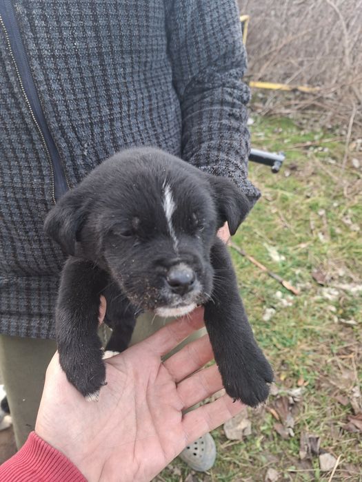 Donez catel cadou de craciun gratuit