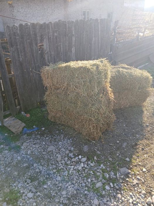 Vând baloți de lucernă