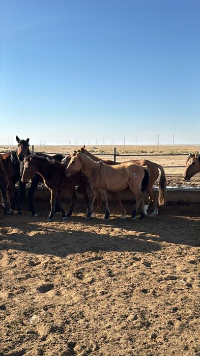 Жабагылар сатылады