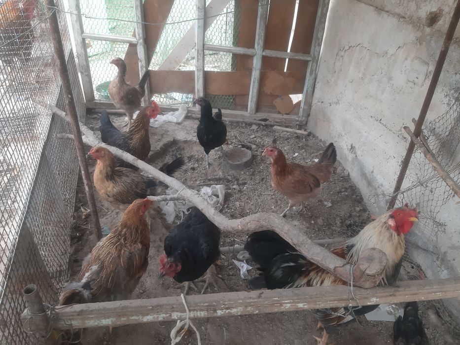 Voyaga etgan ichki kiyim porno rasmlar