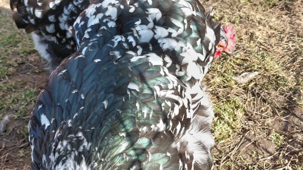 Cochinchina pitic  Ouă incubat