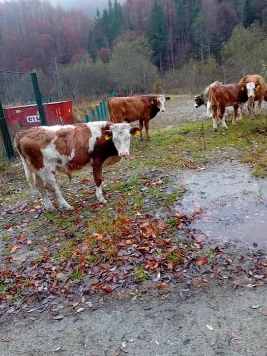 Viței  , animale vii