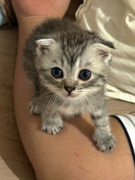 Вслоухие котят  сатылады