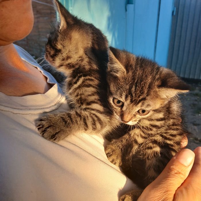 Отдам котят  две девочки