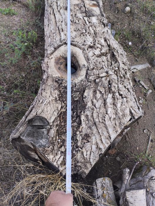 Продавам орехово дърво