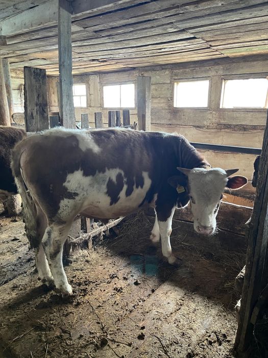 Мясо , ет , соғым