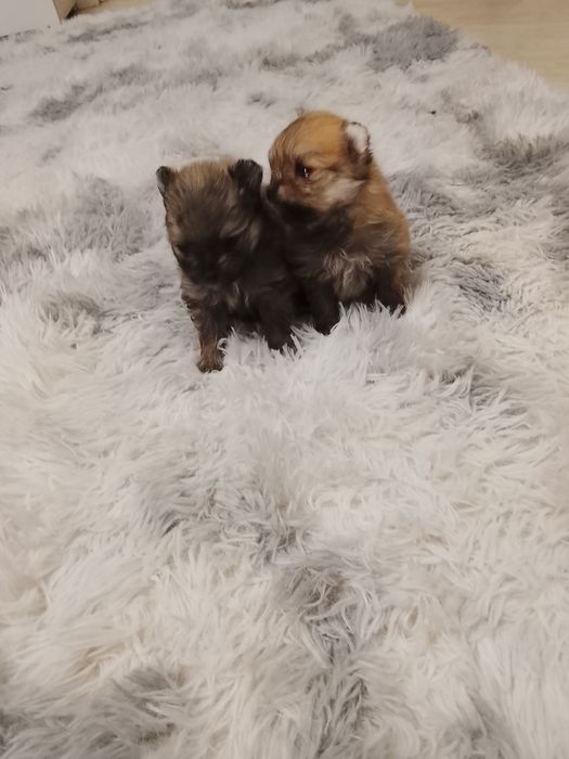 Щенки шпица 250000