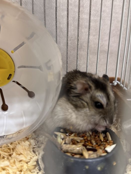 Продам хомячков вместе с домиком