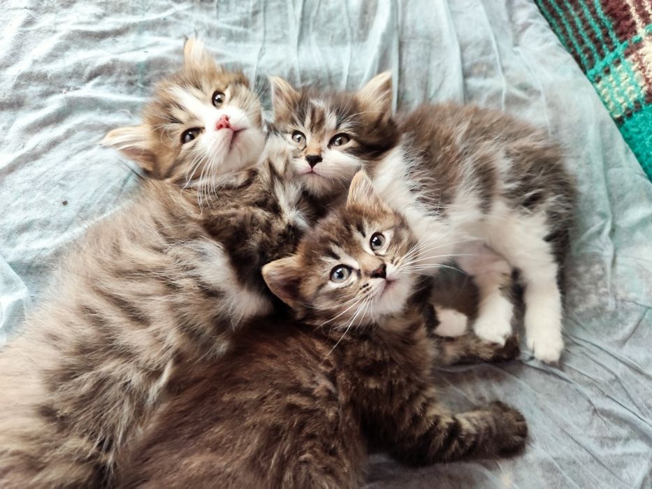Отдам котят в добрые руки