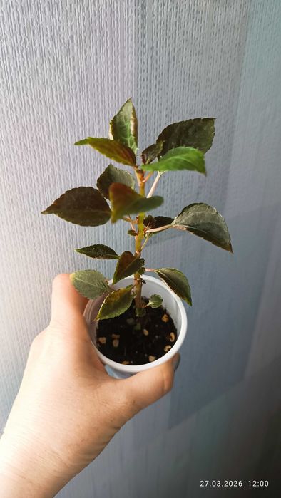 Бальзамины сортовые