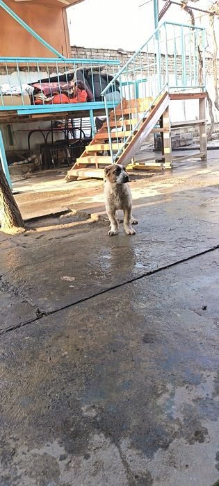 Ит сотилади "АЛАБАЙ"