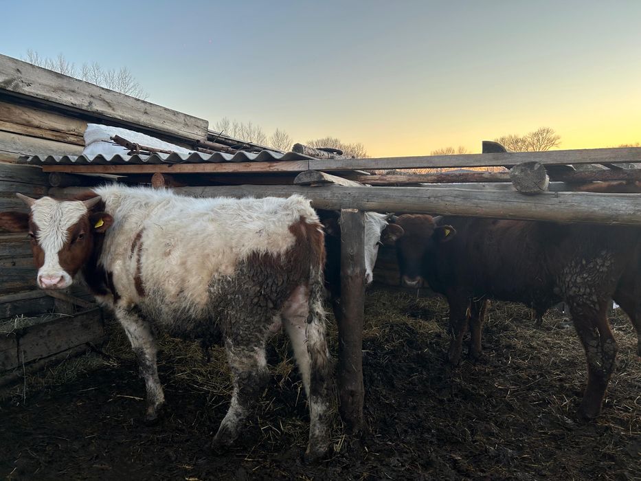 Продам КРС молодняк