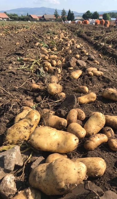 Cartofi consum si samânta