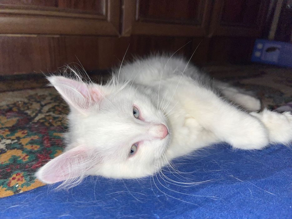продаётся котенок