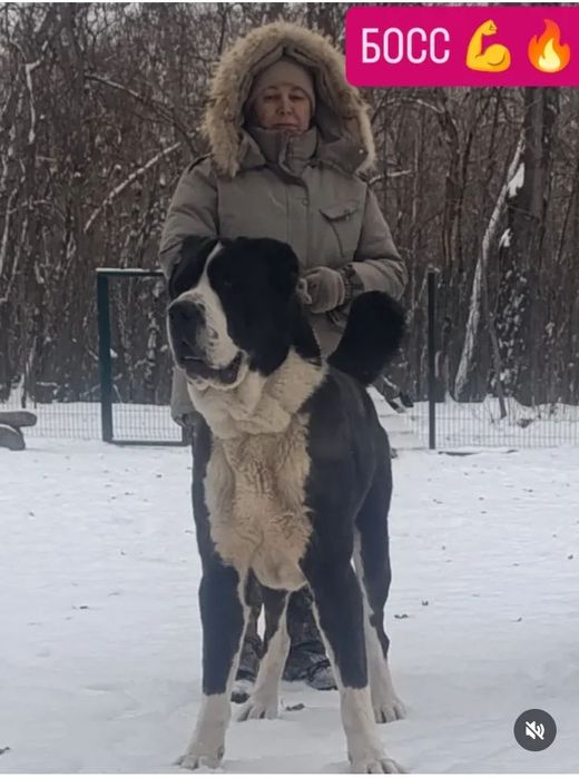 Шикарные щенки САО АЛАБАЙ