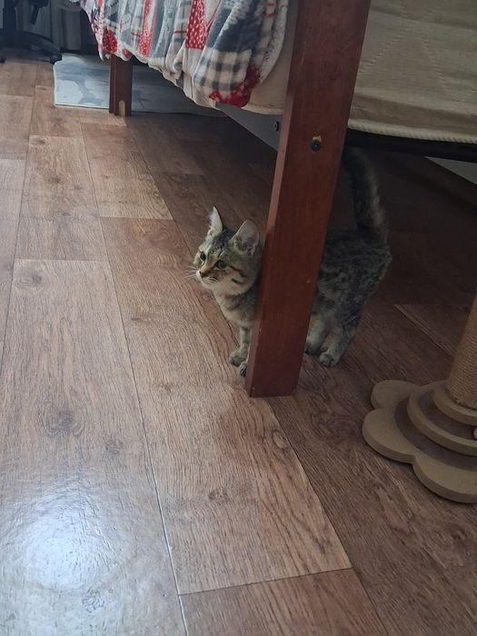 Котенок маленький