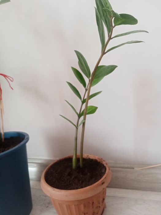 Комнатные  растения