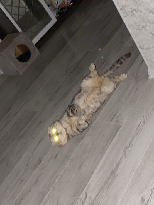 Ищем кошечку для вязки