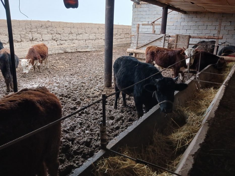 Букалар сатылады